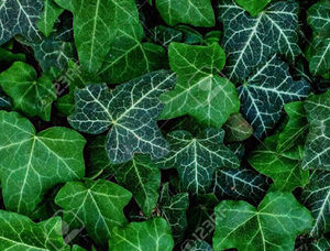 Meet your Posher, Wanda